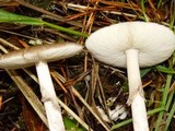 Amanita porphyria image