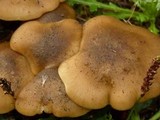 Lyophyllum decastes image