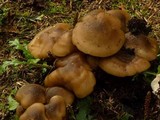 Lyophyllum decastes image