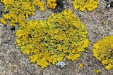 Candelaria concolor image