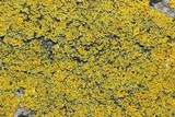 Candelaria concolor image