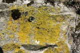Candelaria concolor image