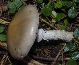 Stropharia hornemannii image