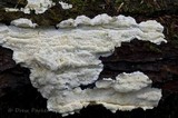 Junghuhnia zonata image