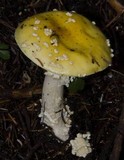 Amanita muscaria var. formosa image