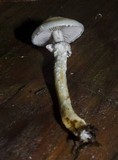 Stropharia aeruginosa image
