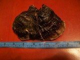 Ganoderma sessile image