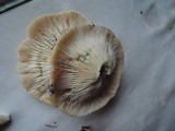 Lactarius mucidus image