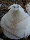 Pleurotus pulmonarius image