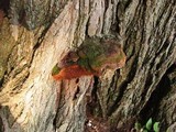 Phellinus robiniae image