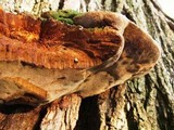 Phellinus robiniae image