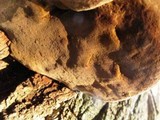 Phellinus robiniae image