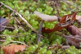Helvella macropus image