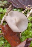 Helvella macropus image