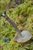 Helvella macropus image