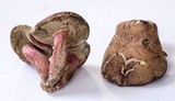 Boletus rubellus image