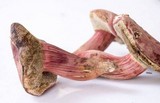 Boletus rubellus image