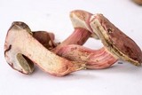 Boletus rubellus image