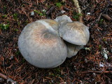 Albatrellus flettii image