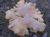 Albatrellus ovinus image