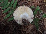 Russula vinosa image