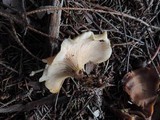 Clitocybe flaccida image
