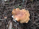 Clitocybe flaccida image