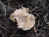 Clitocybe flaccida image