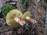 Suillus grevillei image