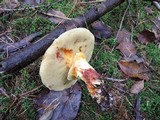 Suillus grevillei image