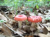 Russula cremoricolor image