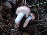 Hygrophorus purpurascens image