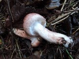Hygrophorus purpurascens image
