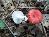 Russula cremoricolor image