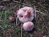 Hygrophorus purpurascens image