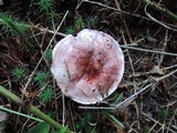 Hygrophorus purpurascens image