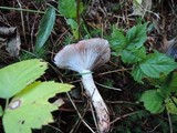 Hygrophorus purpurascens image