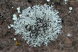 Physcia phaea image