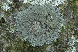 Phaeophyscia rubropulchra image