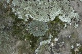 Phaeophyscia rubropulchra image