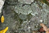 Phaeophyscia rubropulchra image