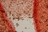 Pholiotina smithii image