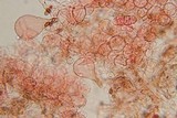 Pholiotina smithii image