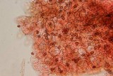 Pholiotina smithii image