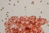Pholiotina smithii image