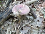 Russula mariae image