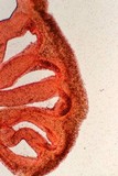 Pholiotina smithii image