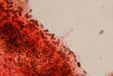 Pholiotina smithii image