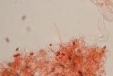 Pholiotina smithii image