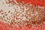 Pholiotina smithii image